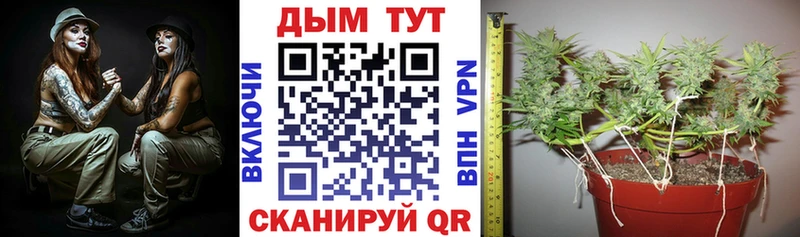 Бошки марихуана сатива  Томмот 